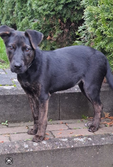 Oddam  za darmo w dobre rece