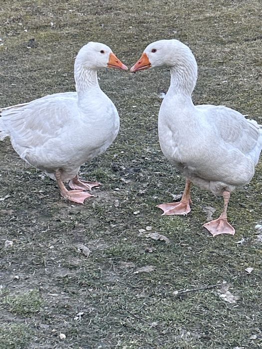 Gęś kołudzka  , gesior