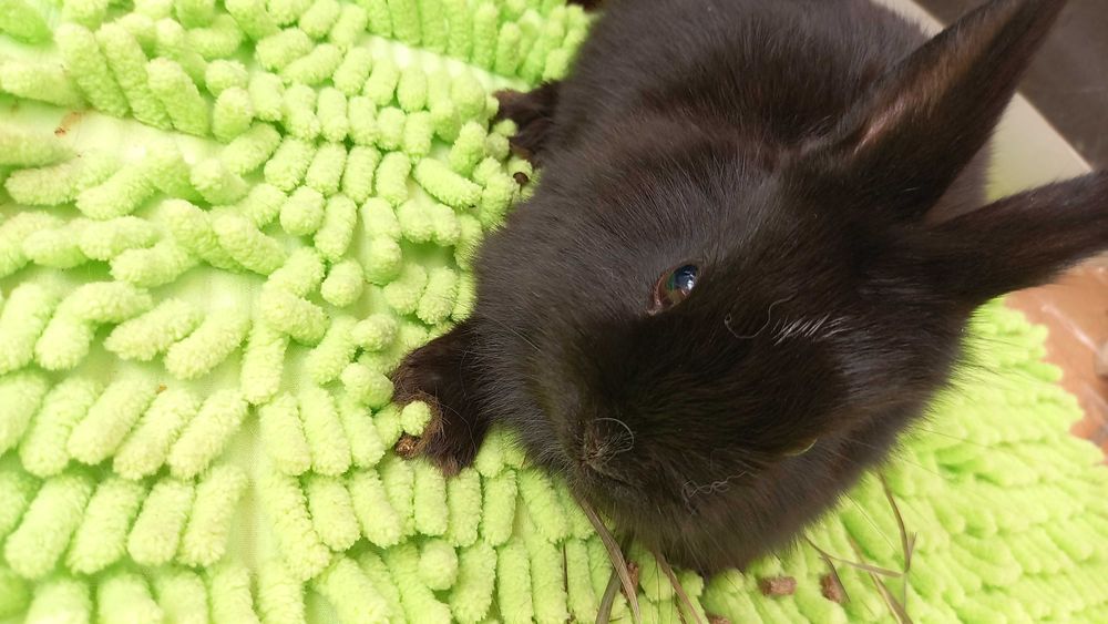 Sliczne kroliczki miniaturki