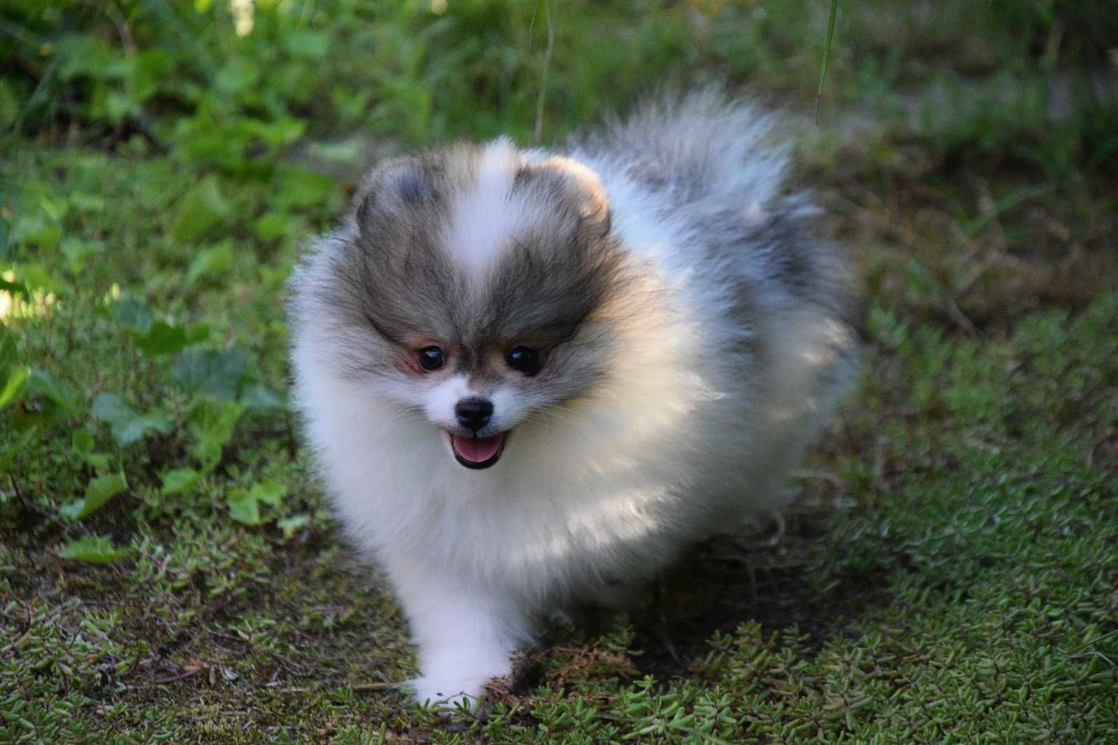 Nefryt - puchaty piesek Pomeranian parti color
