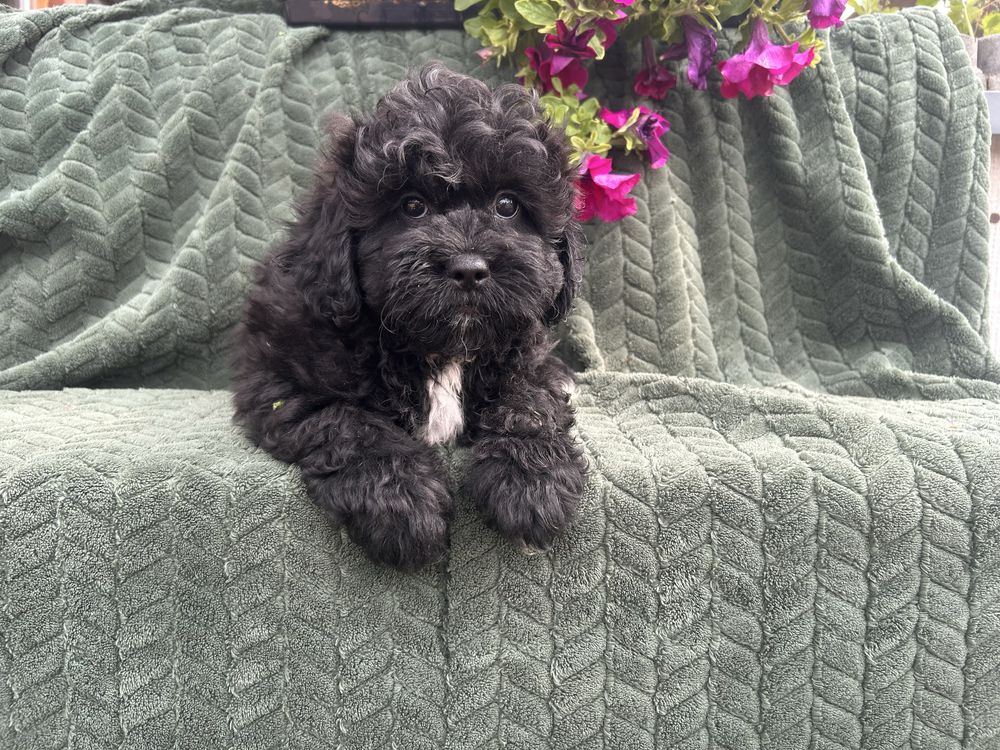 Shihpoo piesek gotowy do odbioru