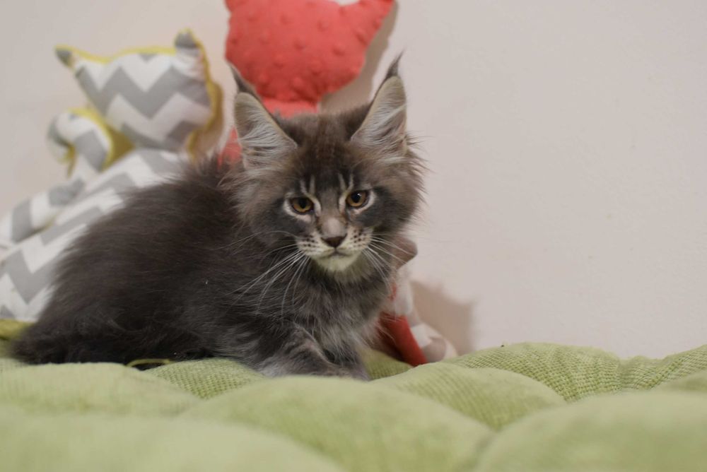 Мейн-кун кошенята від батька чемпіона України