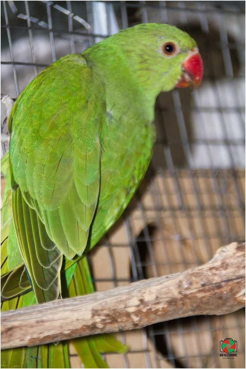 Ring Necks varias mutações