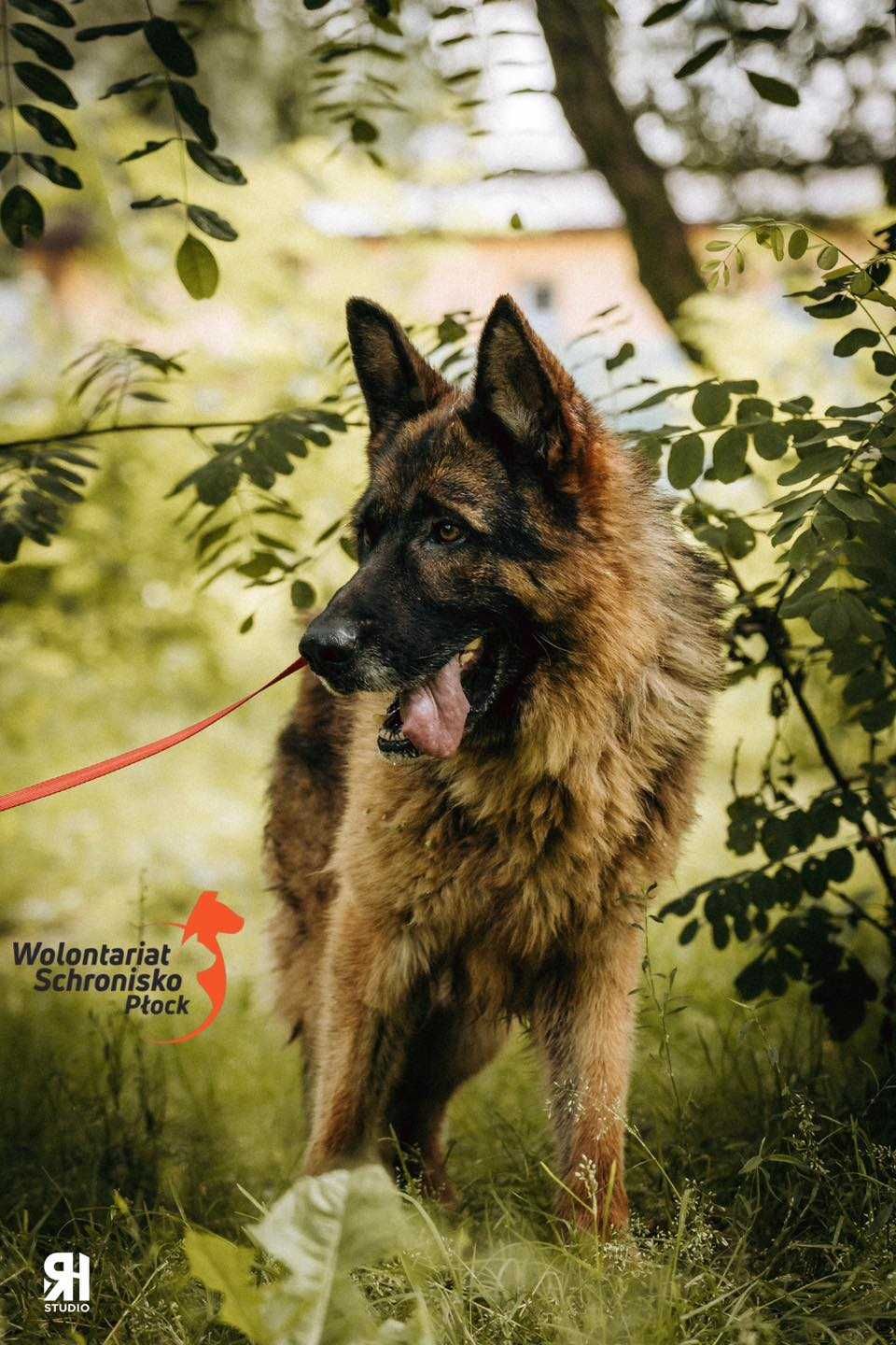 Zorro w typie owczarka niemieckiego szuka kochającego domu!