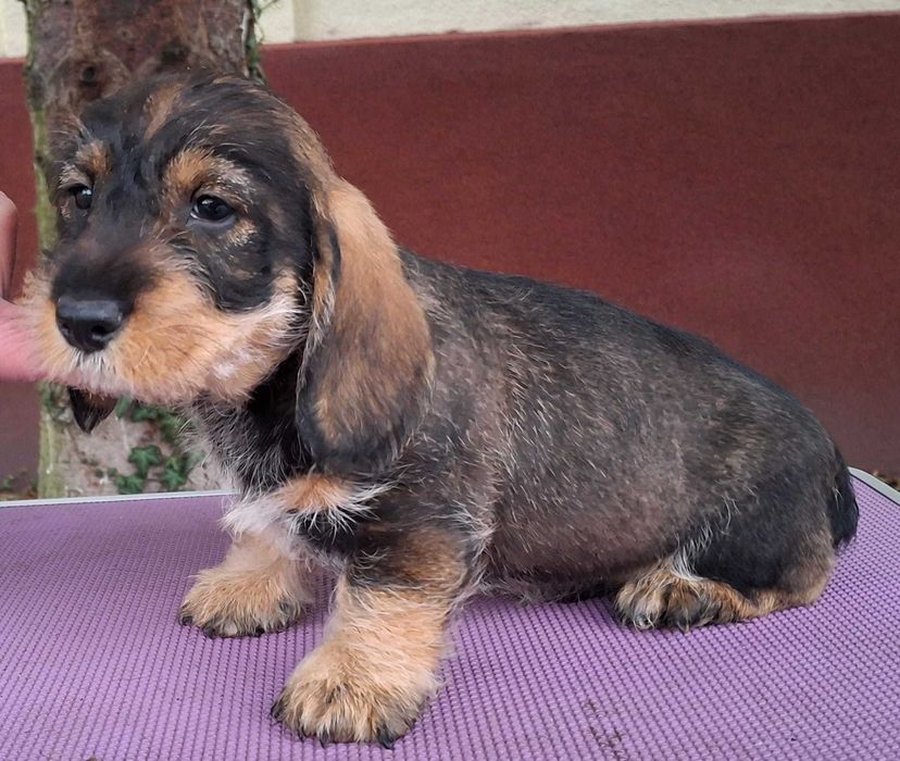 Jamnik Szorstkowłosy Standardowy/FCI