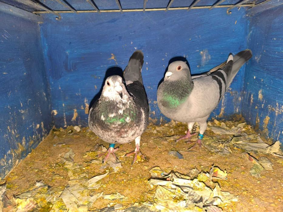 pombos correios reprodutores