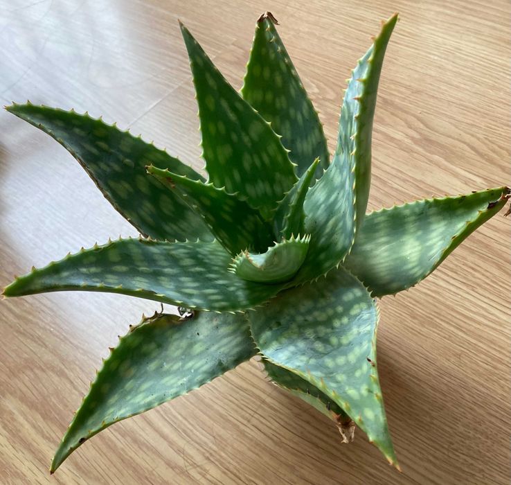 Planta natural biologica – Suculenta (cacto)
