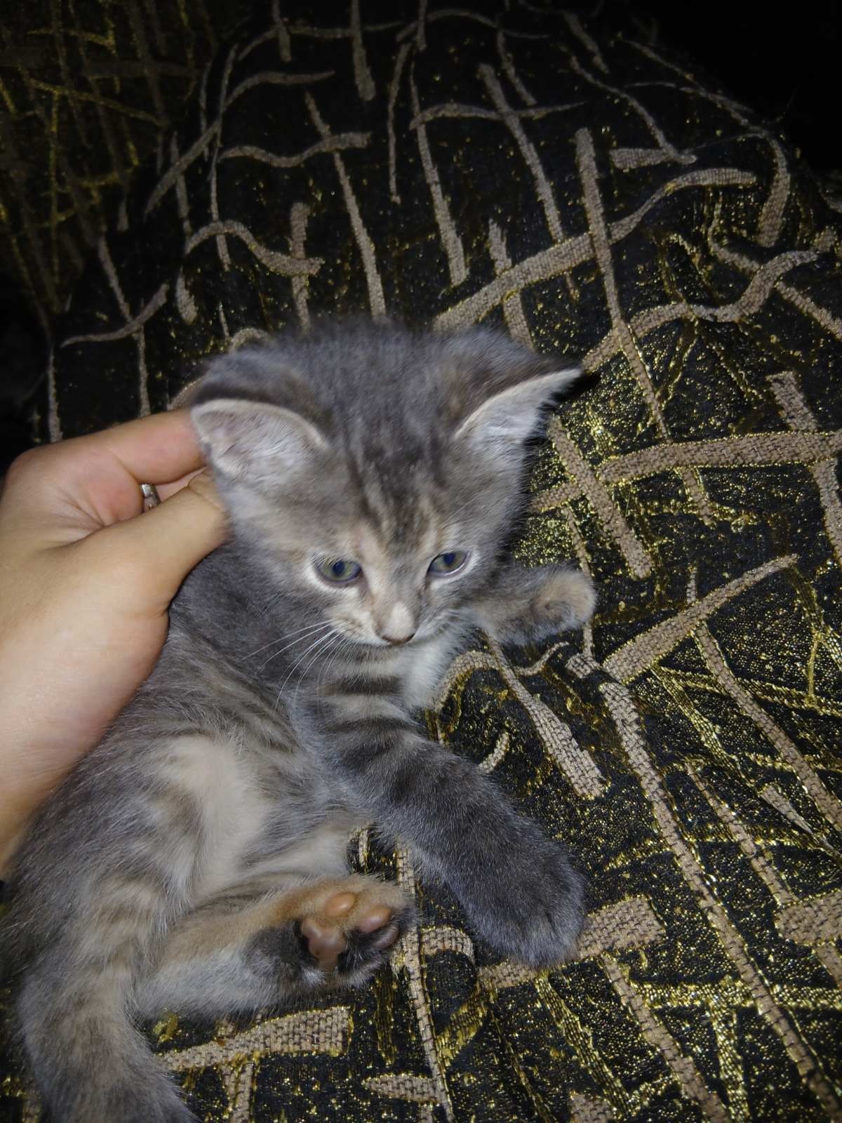 Кошенята маленькі,самі милі