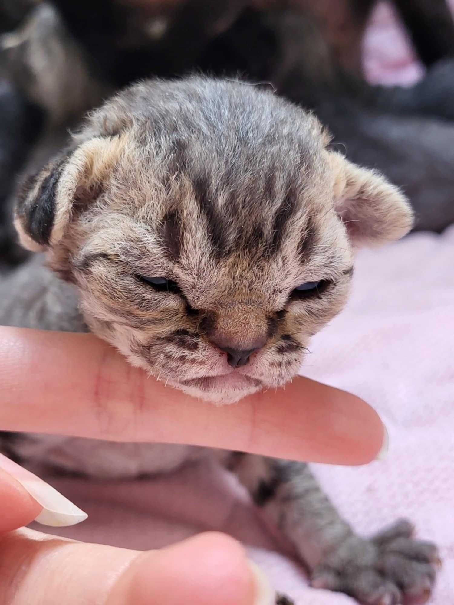 Kot Devon Rex Kociak Devon Devonek Rex Panterka