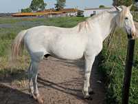 Cavalo égua poldro