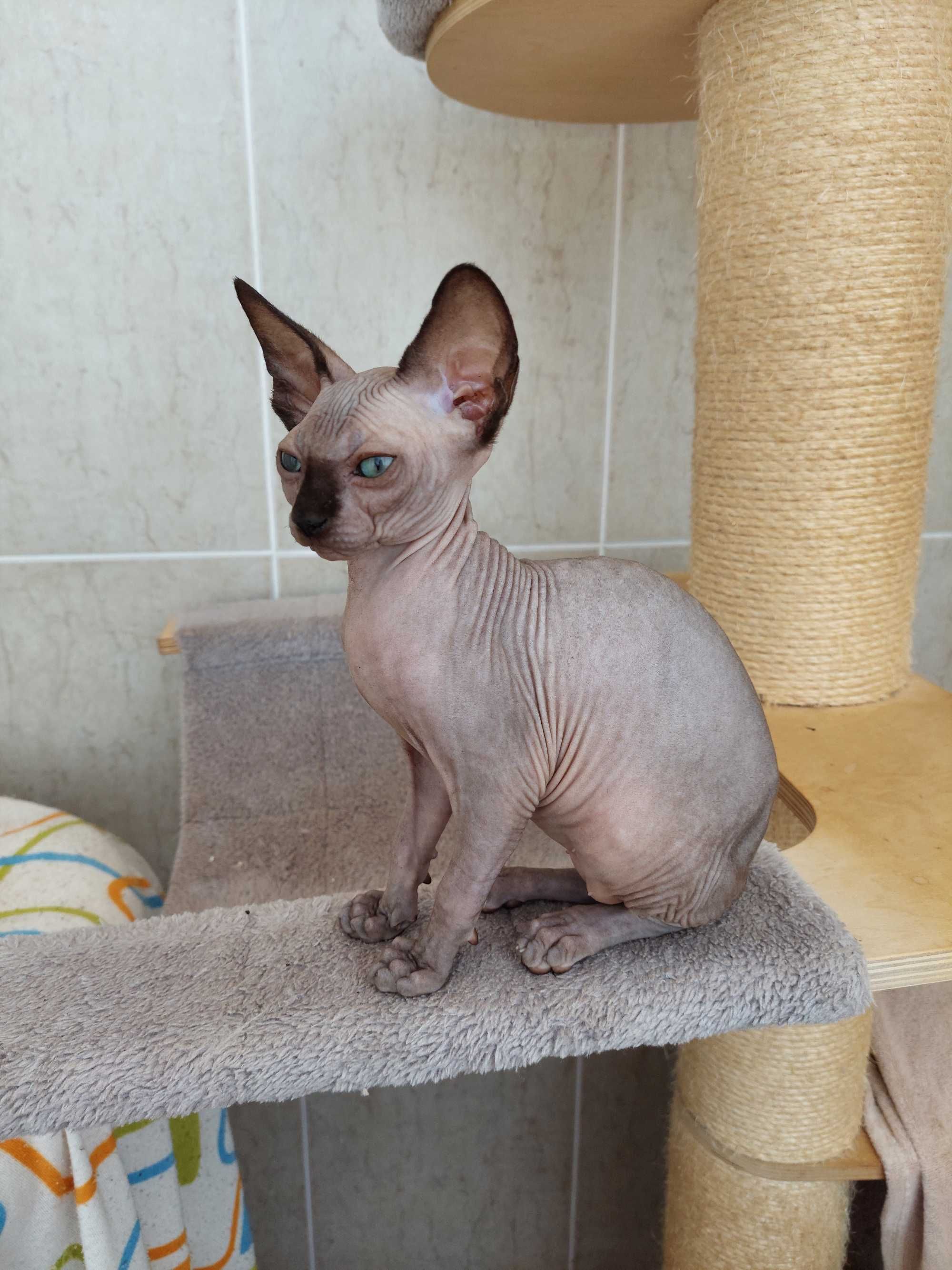 Gatinha   Sphynx