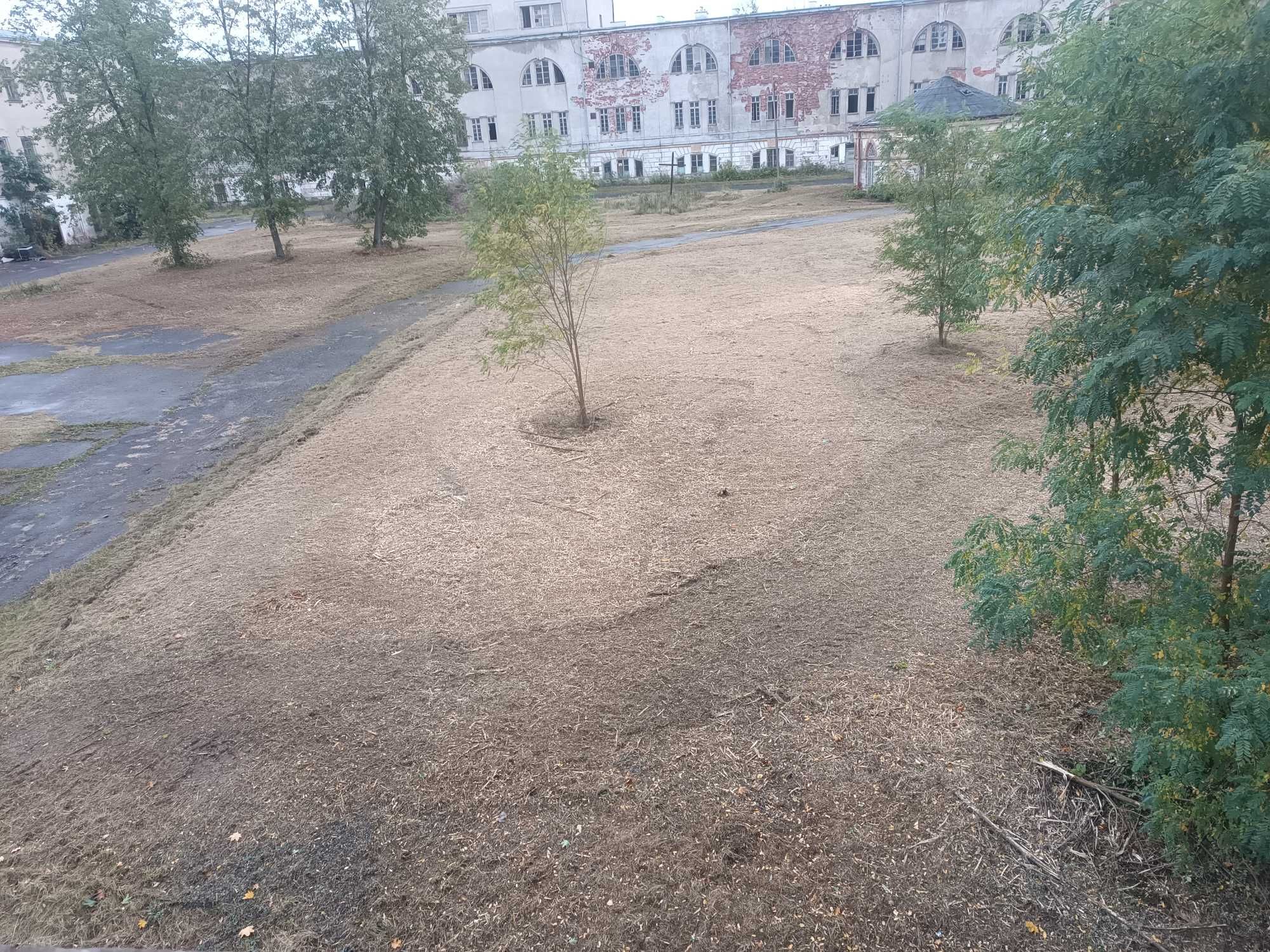 Koszenie karczowanie mulczer czyszczenie działek samosiejki rębak