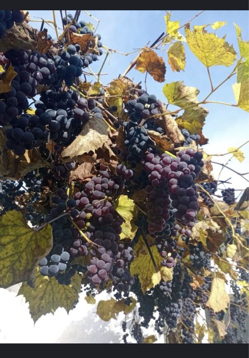 Виноград темний стиглий продам