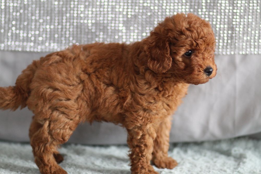 ***Pudel Toy/Miniaturowy Red Badania***