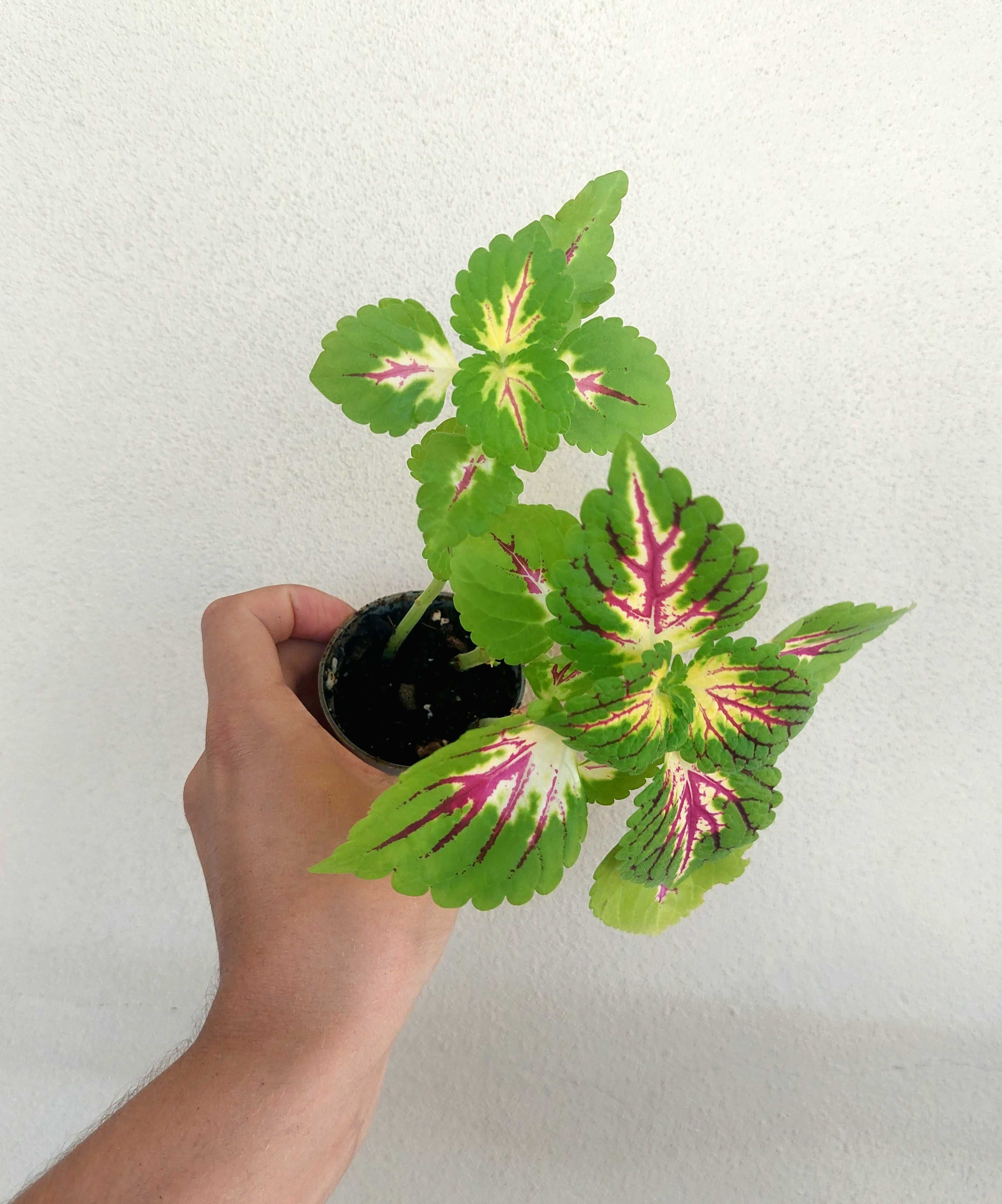 Planta Coleus Híbrido