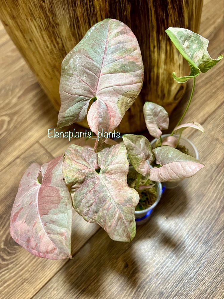 Сингониум Pink Spot Double variegated, Angustatum Tricolor, An. Lemon