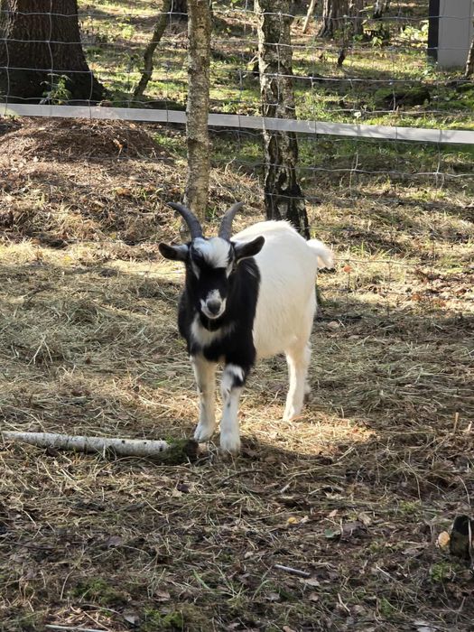 Koza miniaturka kozioł