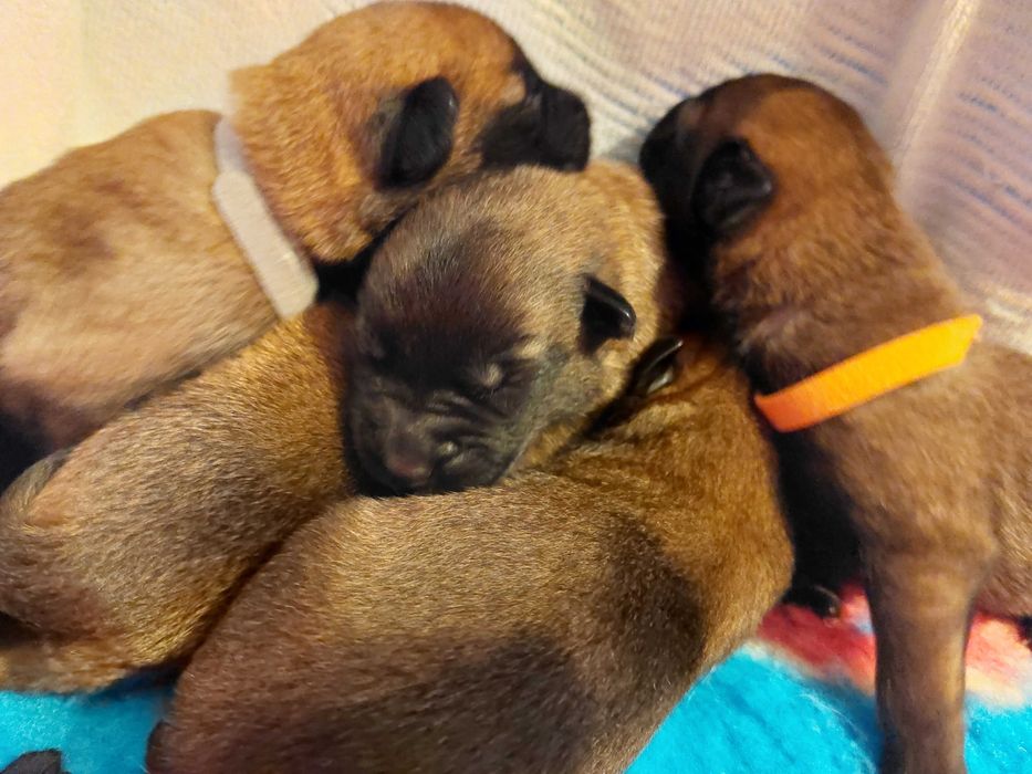 Owczarek Belgijski Malinois Albus Amor ZKWP FCI