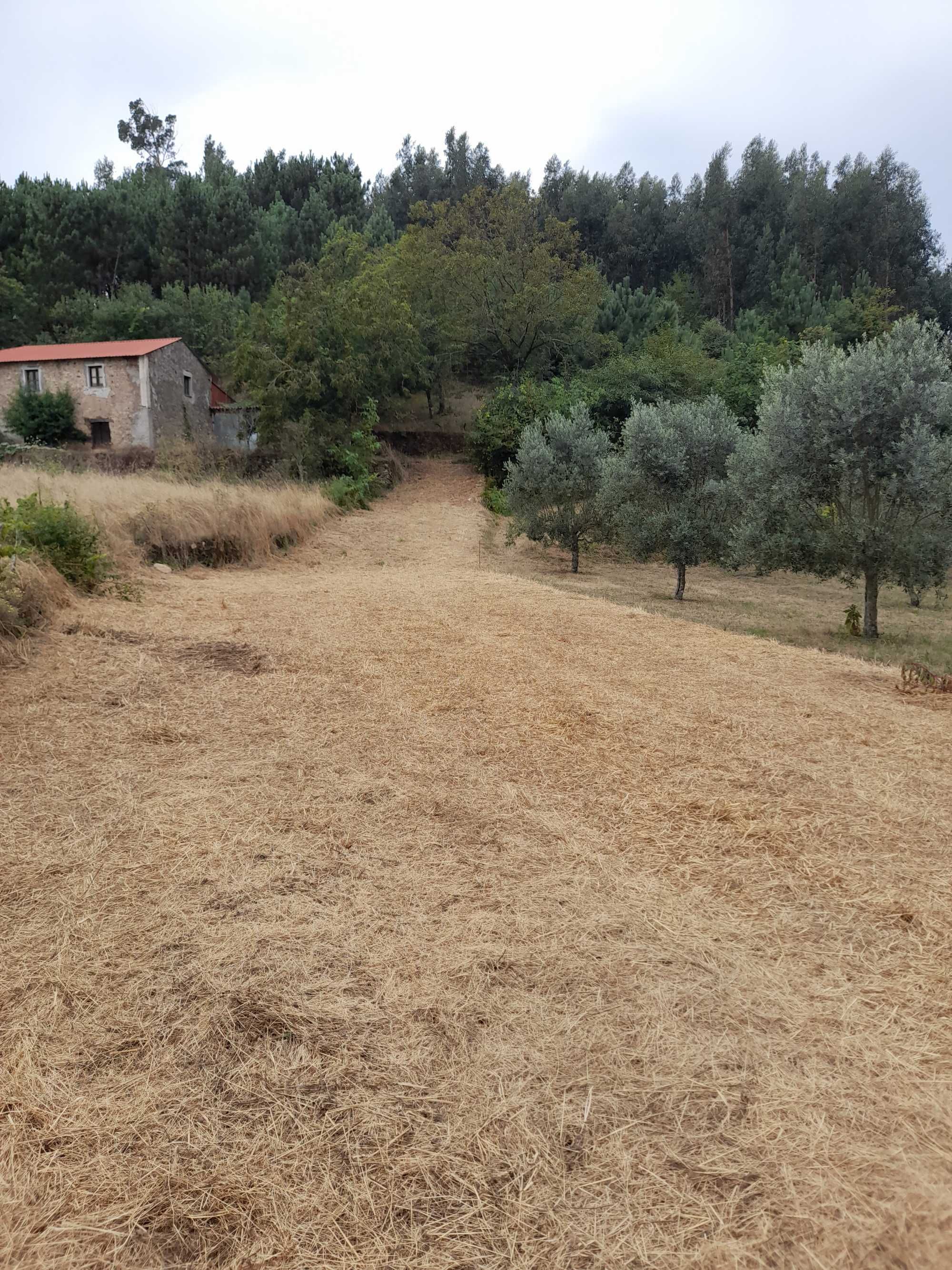 Terreno apenas agrícola. Com 645,95 m2 medido a   GPS.   com  estrada.