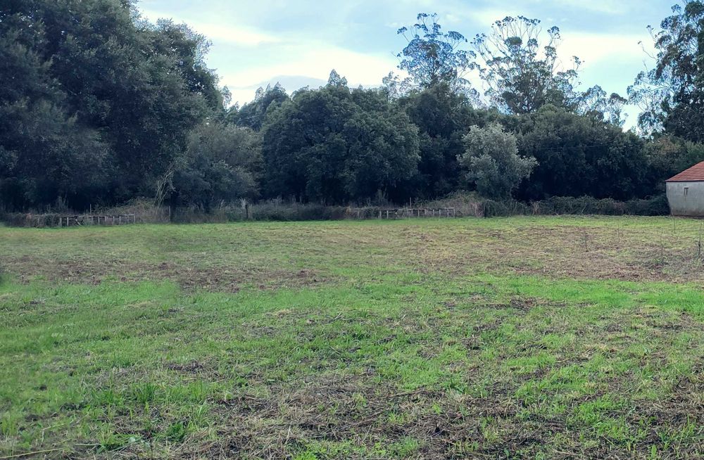 Serviços de limpeza de terrenos
