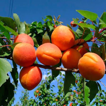 Продам саджанці сажанці абрикоса