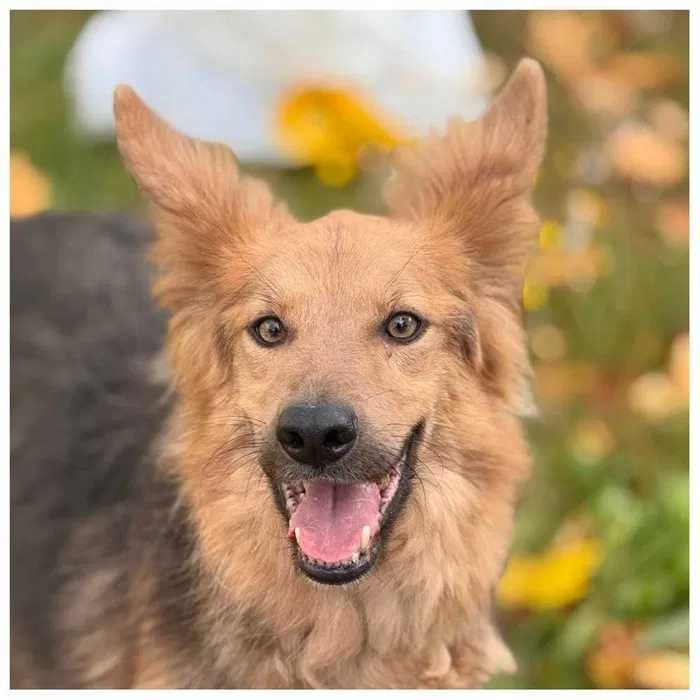 Активная контактная собака