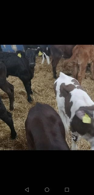 Cielaki mięsne byczki jałóweczki