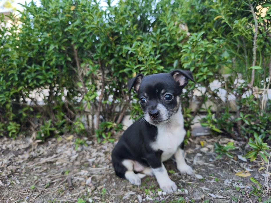 Chihuahua fêmea miniatura pelo curto disponível para entrega imediata