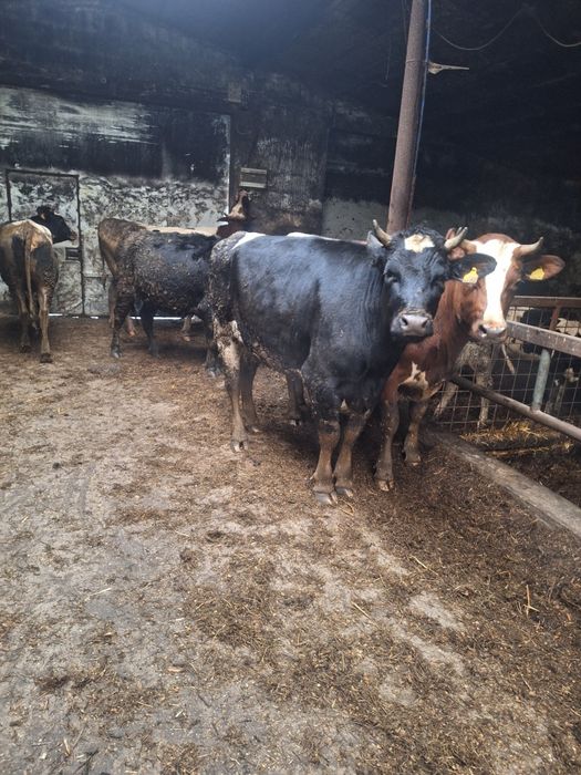 Jałówki pod zacielenie na wymianę na bydło mięsne