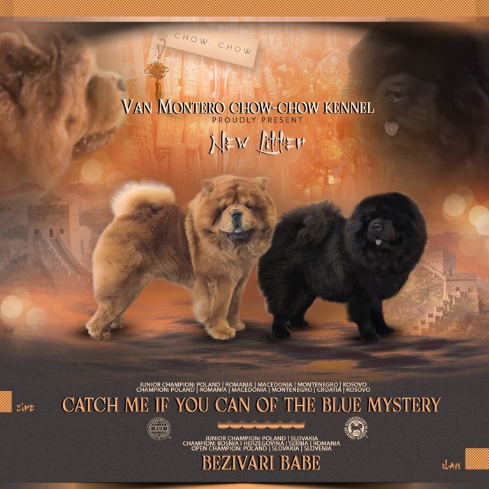 Chow -Chow FCI/ZKwP