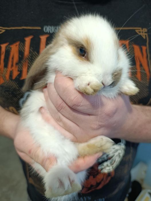 Króliczki do oddania