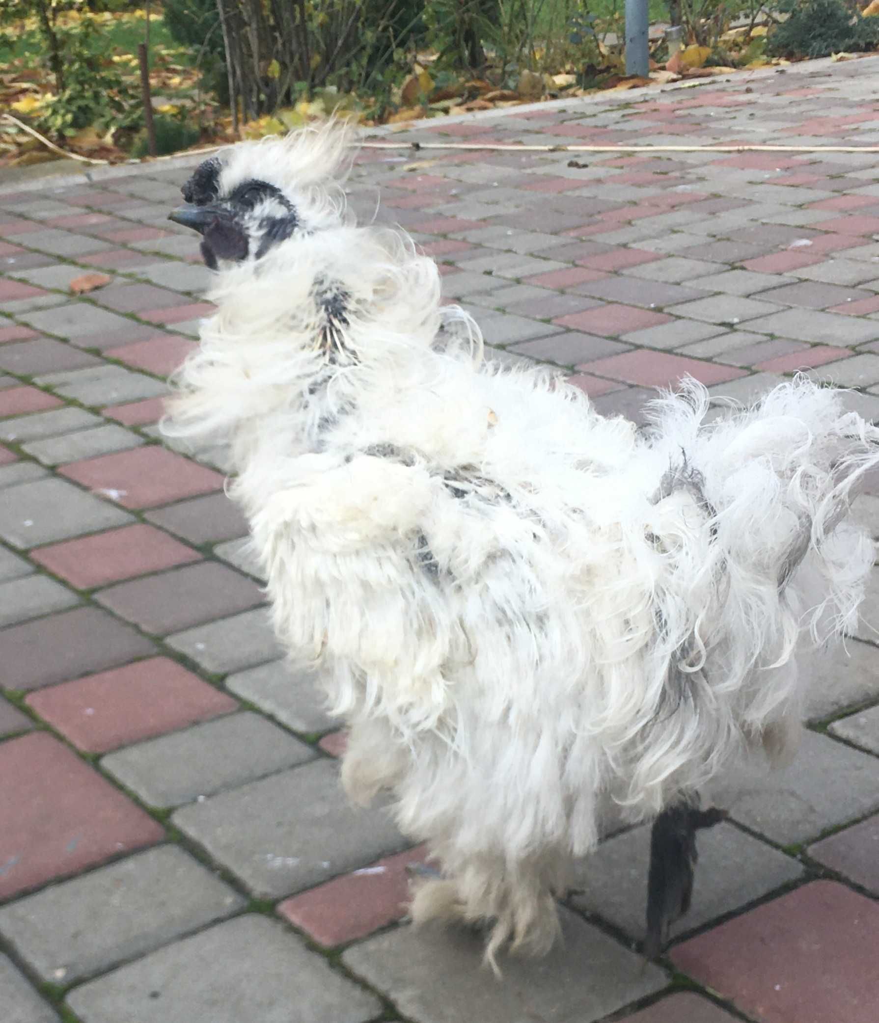 Півник Кучерявий - Silkie Китайської Шовкової ( фризлі )