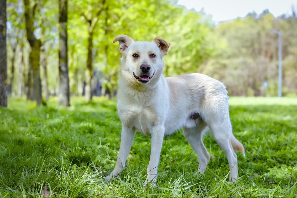 Biały- średniej wielości młody pies do adopcji