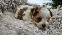 Sliczna suczka YORKSHIRE TERRIER – bialo-zlota gotowa do zmiany domku!