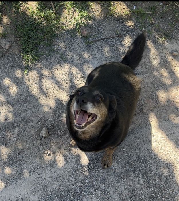 Собачка ищет дом и семью