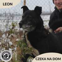 Leon czeka na troskliwy dom