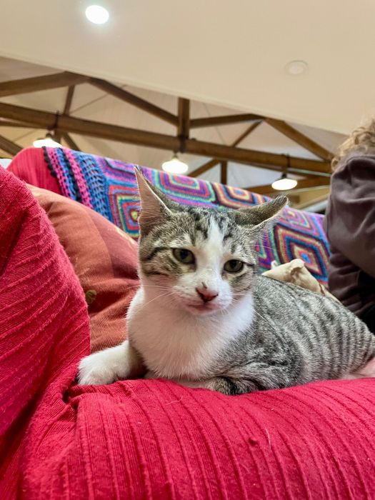 Charlie com 4 meses procura família para a vida