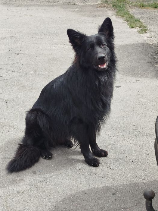 Немецкая овчарка в'язка