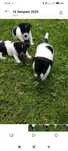 Jack Russell Terrier