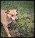 Max - pies w typie Labradora