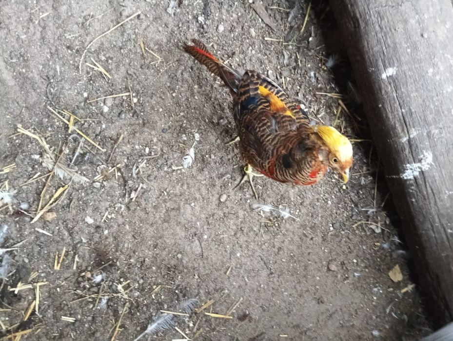 Sprzedam bażanty