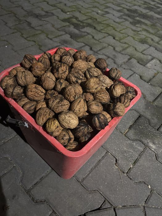 Orzechy wloskie duze