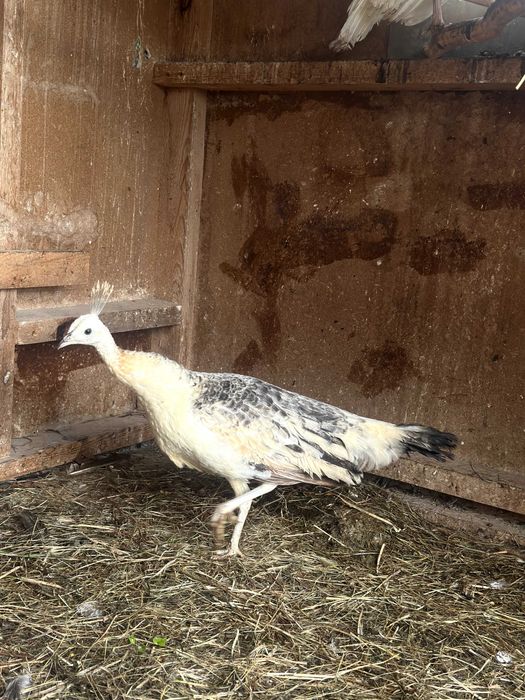 Pawie 2025 rok para czarnoskrzydłych