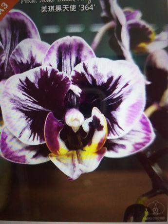 Орхидея Мики Блэк Энджел 364  (Miкi Black Angel 364)