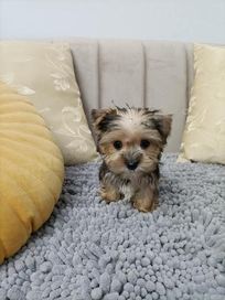 Yorkshire terrier miniaturka