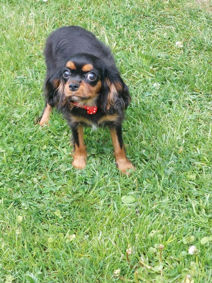 Cavalier King Charles spaniel suczka z rodowodem SWKIPR
