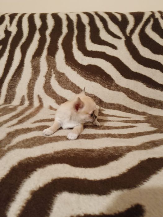 Malutka dziewczynka chihuahua