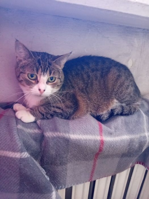 Pilne!Jak nie znajdę jej domu wróci na działki:(