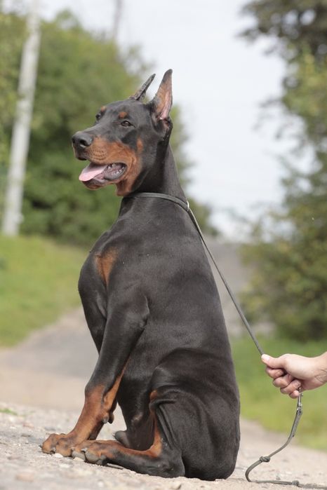 Szczeniak Doberman śliczny po Chempionach!!!