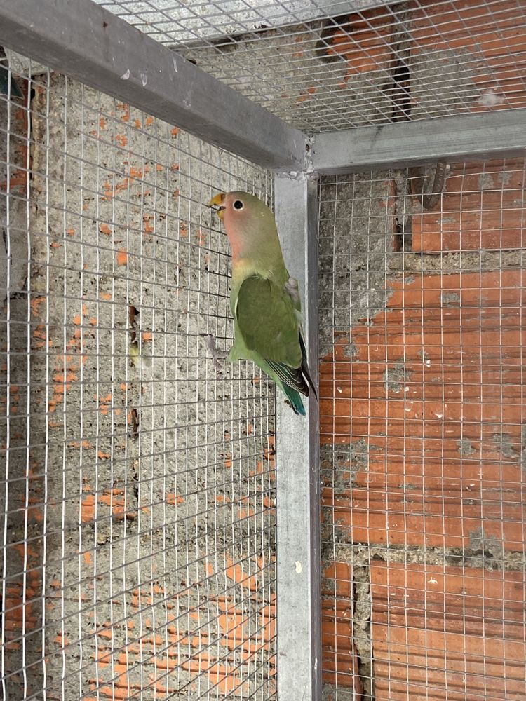 Varios agapornis disponiveis
